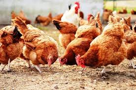 The Chicken Coop