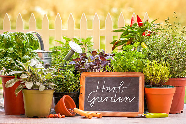 Kitchen Garden
