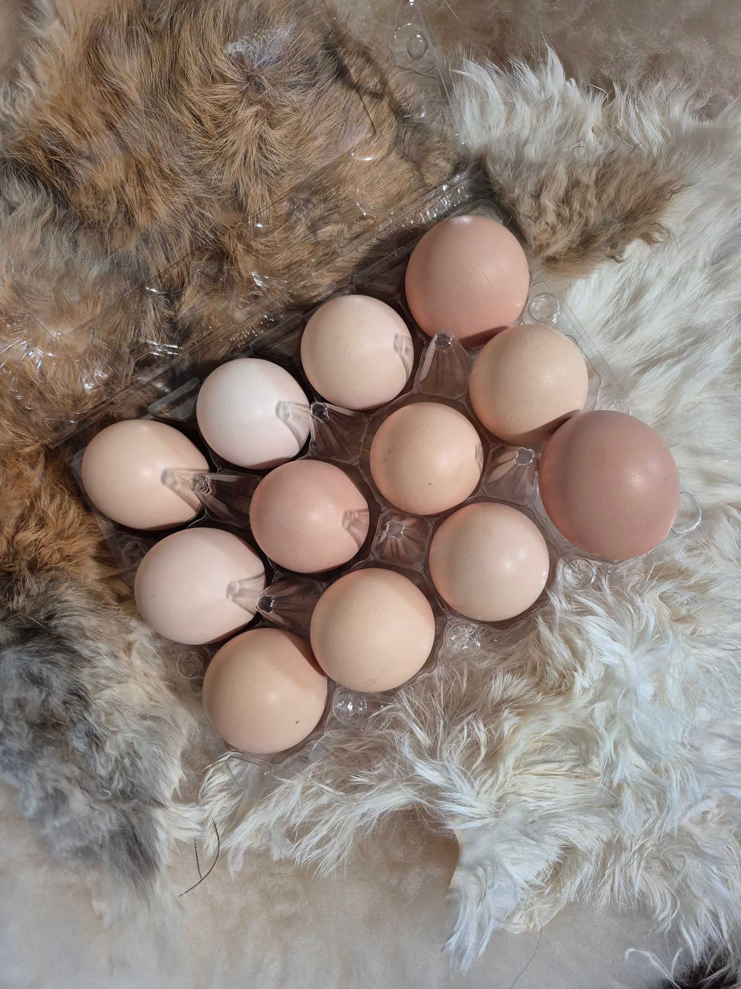 Black Australorp Hatching Eggs