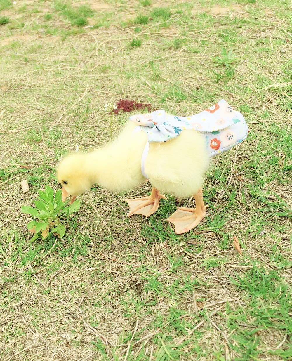 Duck Diapers, Chicken Diapers, Special Diapers for Poultry, Chicken, Duck and Goose Waterproof, Adjustable, Washable and Reusable Diapers,Poultry Supplies, Duck Supplies (L:250克-350克)