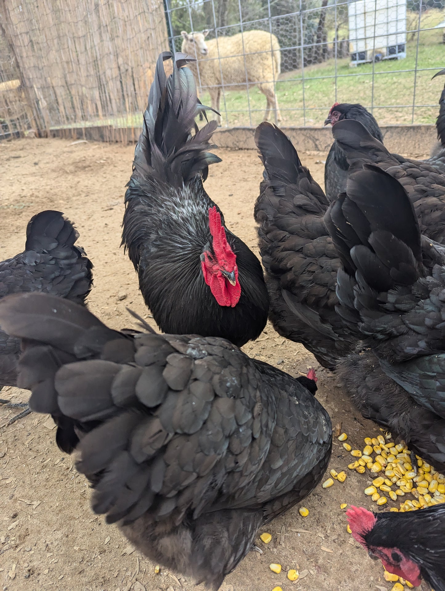Black Australorp Hatching Eggs