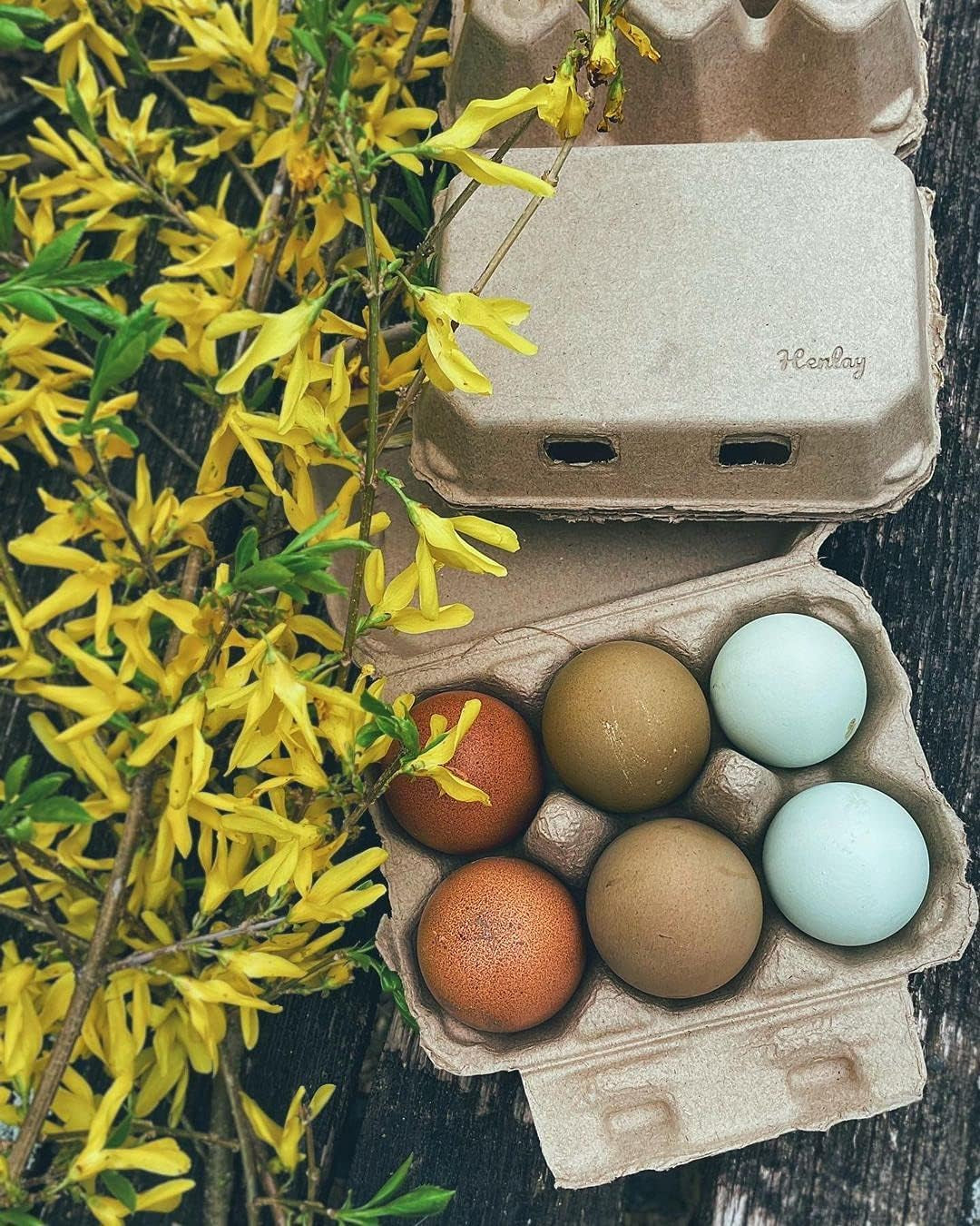 Half Dozen Egg Cartons- Blank Flat Top Six Pack (20)
