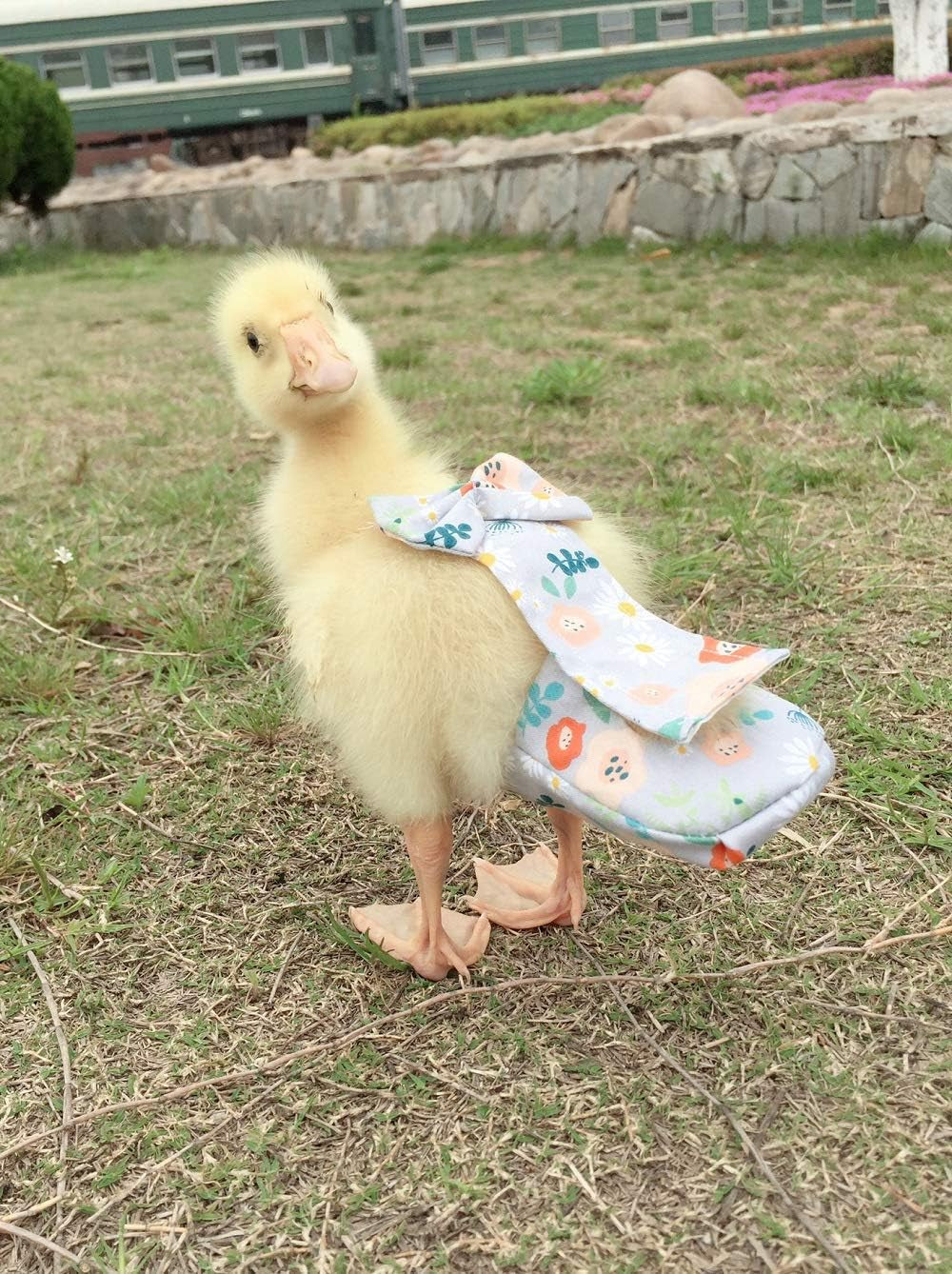 Duck Diapers, Chicken Diapers, Special Diapers for Poultry, Chicken, Duck and Goose Waterproof, Adjustable, Washable and Reusable Diapers,Poultry Supplies, Duck Supplies (L:250克-350克)