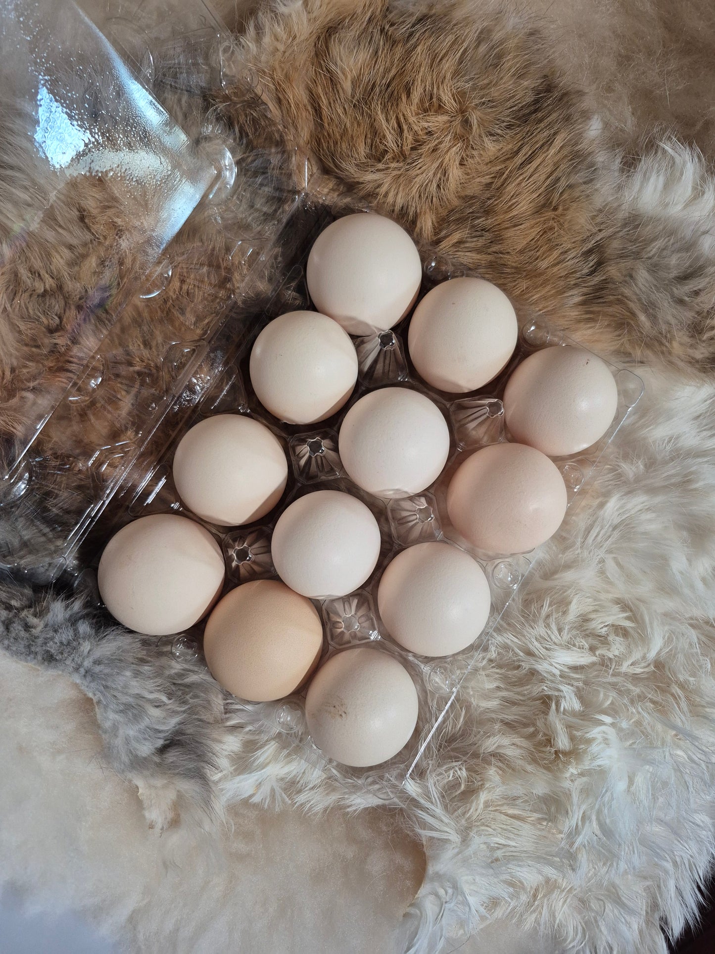 American Bresse Hatching Eggs