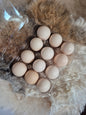 American Bresse Hatching Eggs