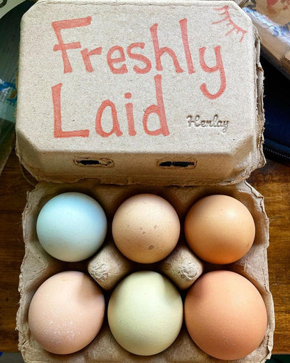 Half Dozen Egg Cartons-  Blank Flat Top Six Pack (20)