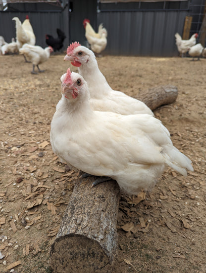 American Bresse Hatching Eggs