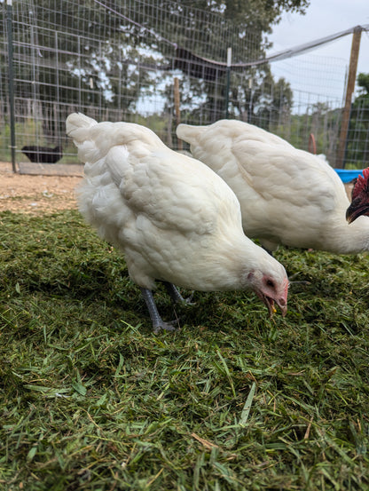 American Bresse Hatching Eggs