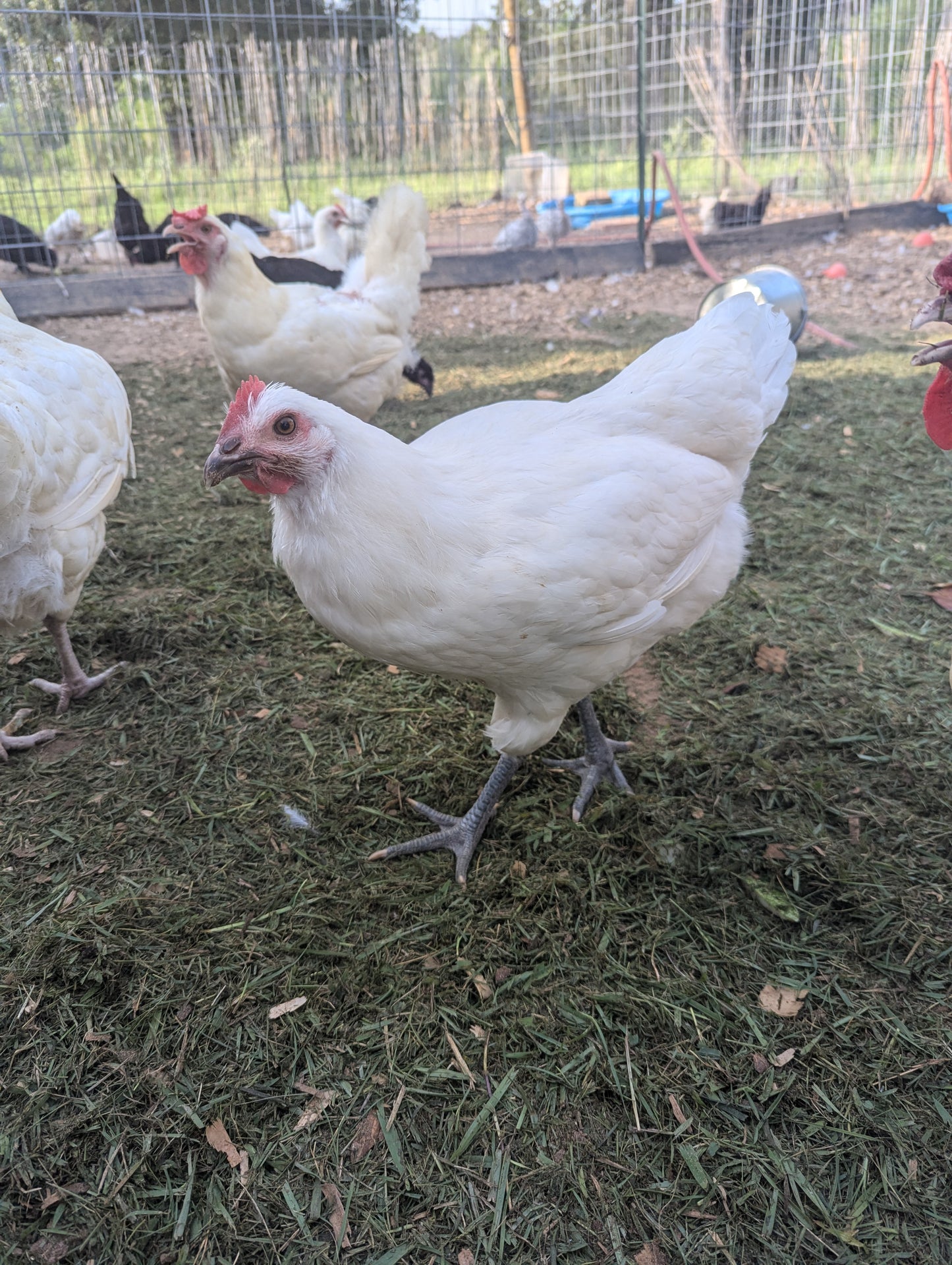 American Bresse Hatching Eggs