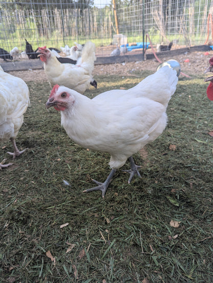 American Bresse Hatching Eggs