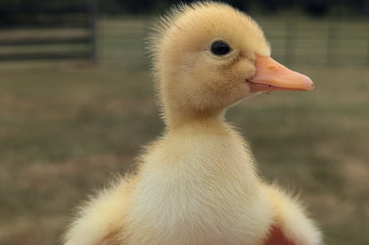 Pekin Duck Hatching Eggs