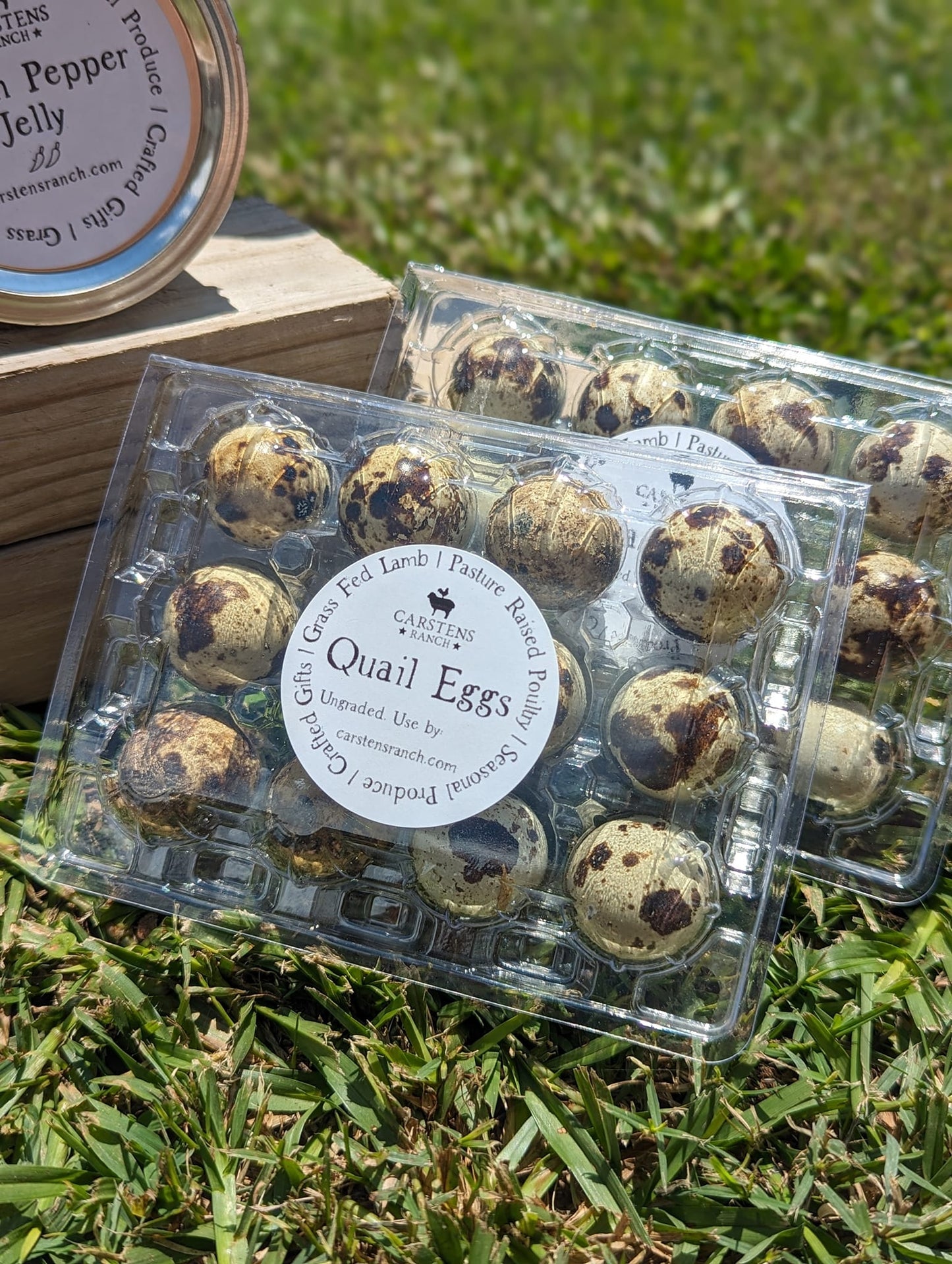 Texas A&M Jumbo Quail Hatching Eggs